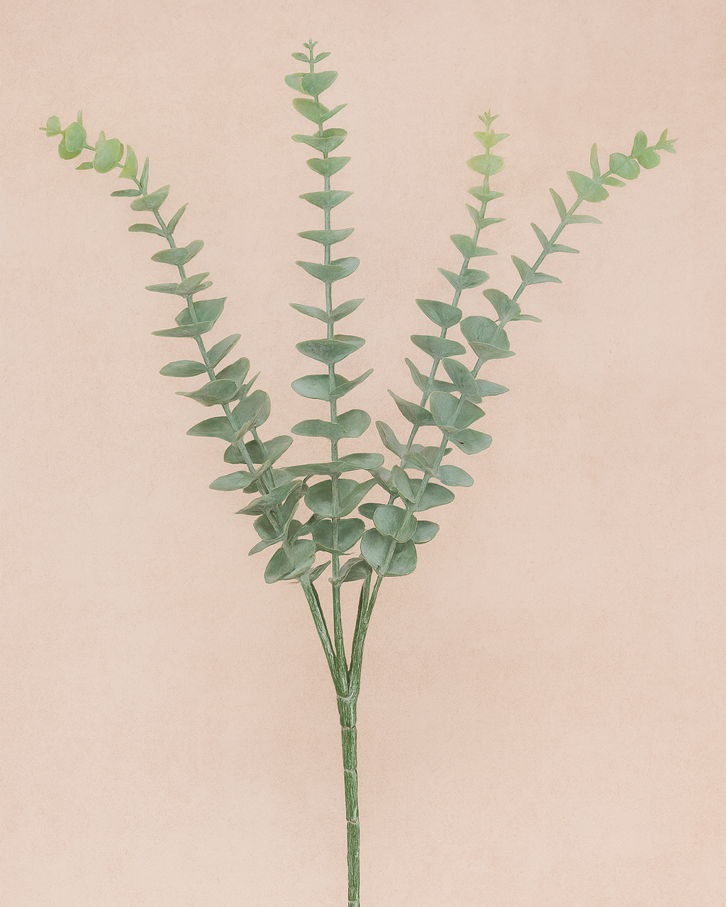 Eucalyptus