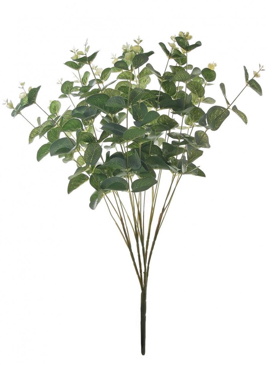 Eucalyptus