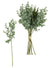 Eucalyptus
