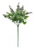 Eucalyptus