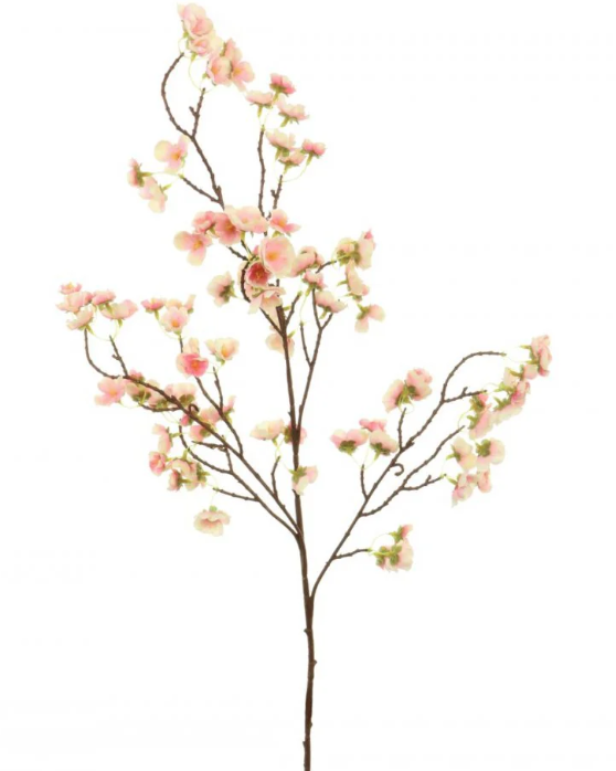 Blossom