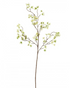 Blossom