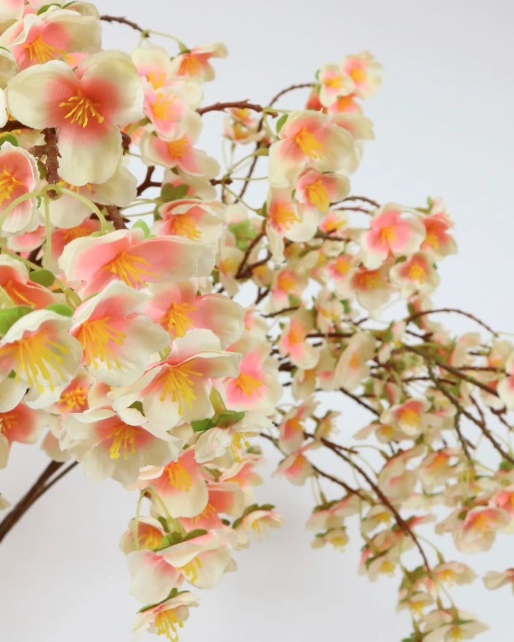 Blossom