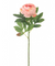 Peony