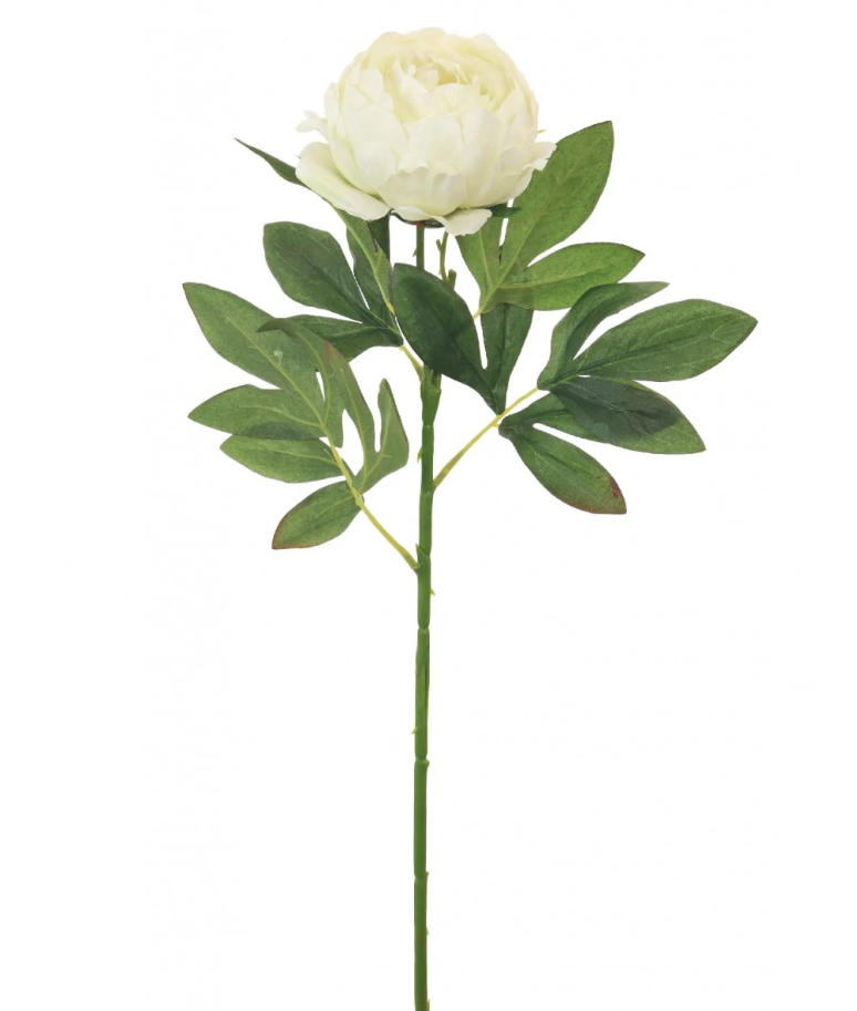 Peony