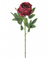 Peony