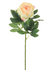 Peony